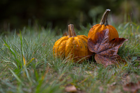pumpkin on the green grass in autumnの写真素材