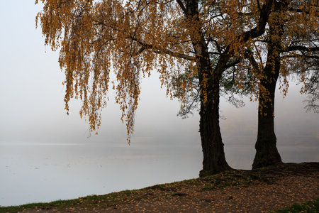 Lake fog sunrise with Autumn foliage and mountainsの写真素材