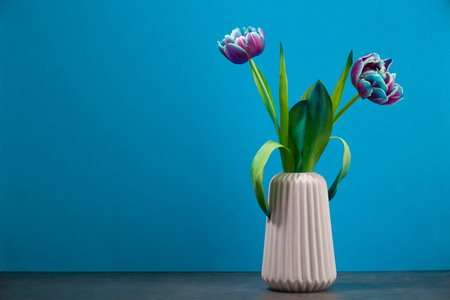 colorful tulip flowers on a blue background. Soft home decor. flowers in a vase.の写真素材
