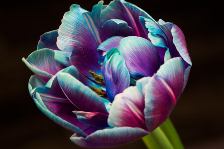 colorful tulip flower still life colorful flower macro, flower background