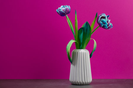 two pink and purple tulips in a vase on magenta background, spring flowers for women, copy spaceの写真素材