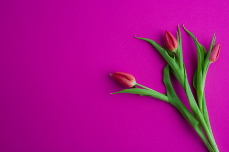 Fresh flower composition, a bouquet of pink tulips, magenta background. Greeting concept, international Women's, Valentines, or Mother's Day,の写真素材