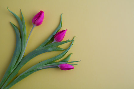tulip flowers bouquet in front of yellow background. Top view flat lay. With copy spaceの写真素材