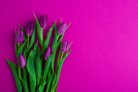 Fresh flower composition, a bouquet of pink tulips, magenta background. Greeting concept, international Women's, Valentines, or Mother's Day,の写真素材