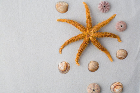 summer background. seashells border on sand, summer abstractの写真素材