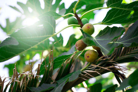 Figs on the branch of a fig tree, natural backgroundの写真素材