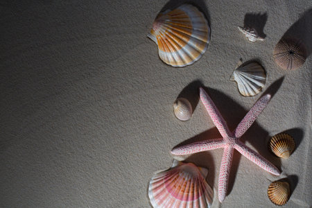 summer background. seashells border on sand, summer abstractの写真素材