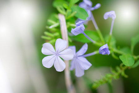 Cape Leadwort or Blue Plumbago flowers blooming in macro view, abstractの写真素材