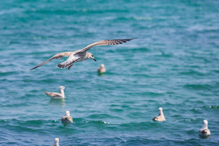 A flying seagull with open wingsの写真素材