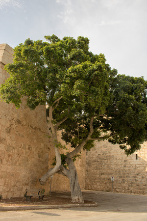 MDINA, MALTA - AUGUST 06, 2018: a large green tree near the citadel of Mdina, Malta.のeditorial素材