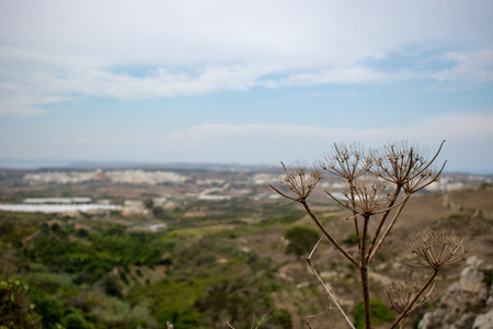 A plant and a beautiful blurry landscape.の写真素材