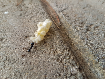 A small piece of food on the ground.の写真素材