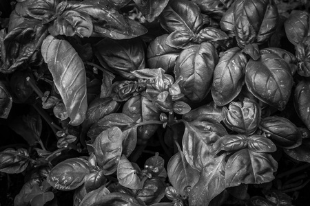 Dry leaves of basil in black and whiteの写真素材