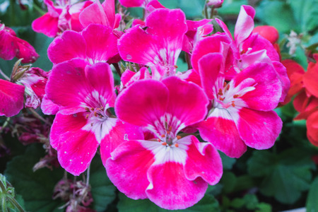 Beautiful purple flowers in a garden