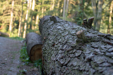 Old fallen tree trunk in a forest, close-up.