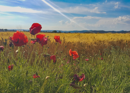 Wheat and poppies in a sunny dayの写真素材