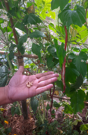 A hand holds vegetables on the palm.