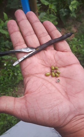 A hand holds vegetables on the palm.
