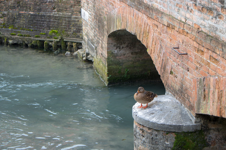 Ducks and riverの写真素材