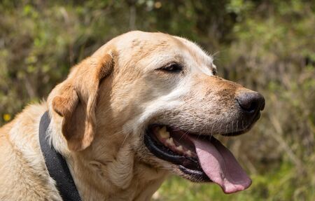 A cute dog in the nature