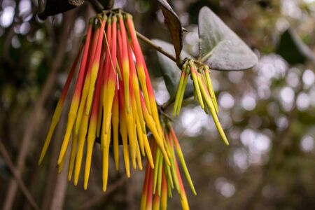 Amazing colorful plants in the nature of Ecuadorの写真素材