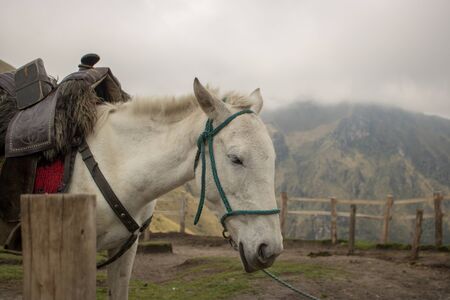 Horses in the nature near the TelefériQo station, Quito, Ecuadorのeditorial素材