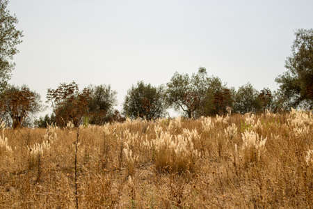 Fantastic view of the countryside of Umbria, Italy.の写真素材
