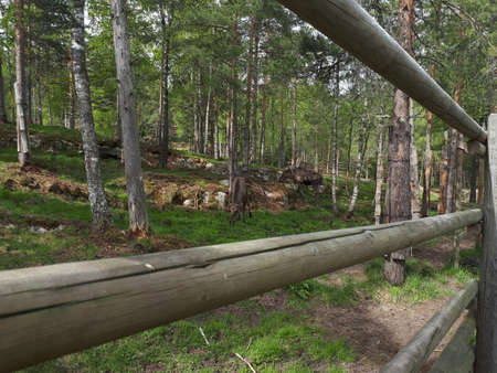 Two moose nibbling grass behind a wooden fenceの写真素材