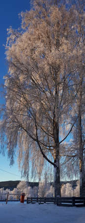 Landscape with a high snowy treeの写真素材