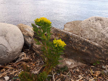 Yellow blooming flowers on the stone shoreの写真素材