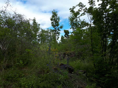Landscape with a blue sky behind the treesの写真素材