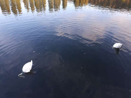Two white swans with their heads underwaterの写真素材