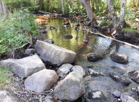 Stones lying in a clean forest riverの写真素材