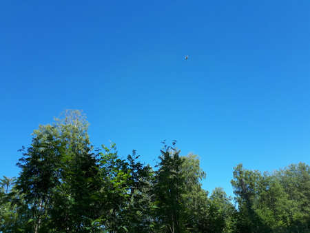 Silhouette of a bird high in the blue skyの写真素材