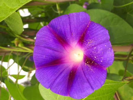 A blue-purple summer flower in full bloom