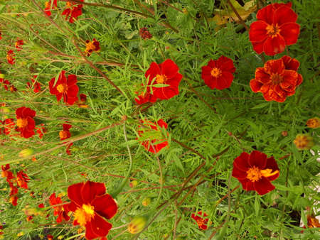 blooming red flowers on a green meadow - Bogstad GÃ¥rdの写真素材