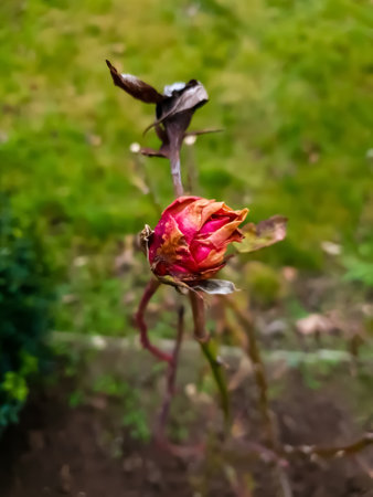 red rose on an abstract background - Oborniki Wielkopolskieの写真素材