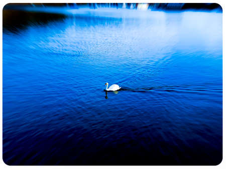 white swan swimming in the water - Lysakerの写真素材