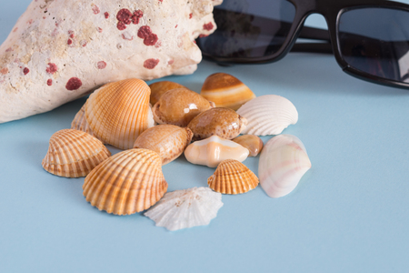 Close-up of various seashells and black glasses. . Horizontal view. Minimalist image that capture the spirit of summer. Acanthocardia tuberculata and other seashellsの写真素材