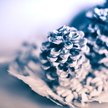 loseup of an autumn background with pine cone, pine nuts on dried leaves. Useful to represent the arrival of cold seasons.の写真素材