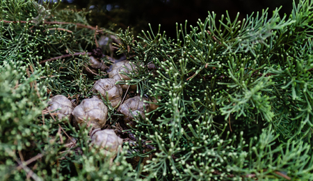 Christmas backgrounds. Green tree with its brown pine cones, horizontal view. Christmas mood.の写真素材