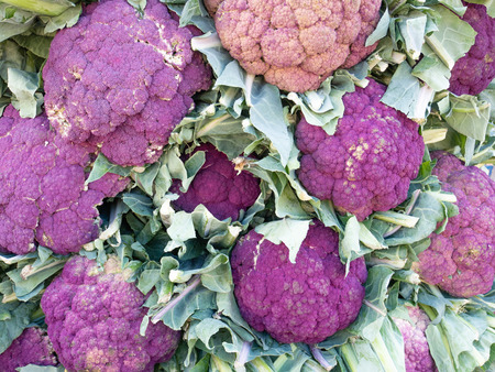 Beautiful background of purple cauliflowers, from organic cultivation. Flatlay viewの写真素材