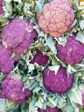Beautiful background of purple cauliflowers, from organic cultivation. Flatlay viewの写真素材