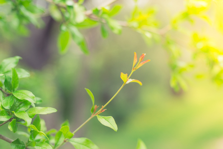 A small pomegranate bud illuminated by an afternoon sun. Blurry background for copy-space. Useful as a background for natural products.の写真素材