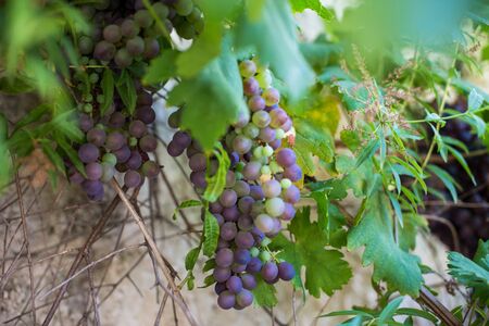 Close up of several bunches of grapes on the vine plant, illuminated by a solar yellow. Orizontal view.の写真素材