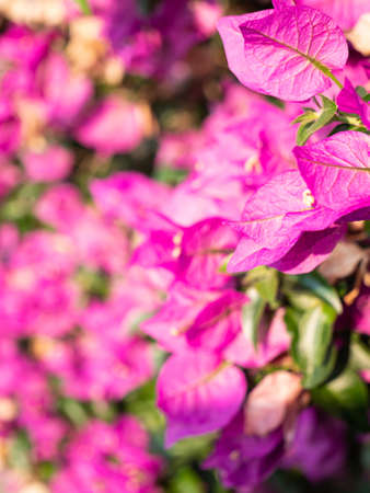 Close up of a floral background made with the Bougainvillea plant. Useful as a floral background....