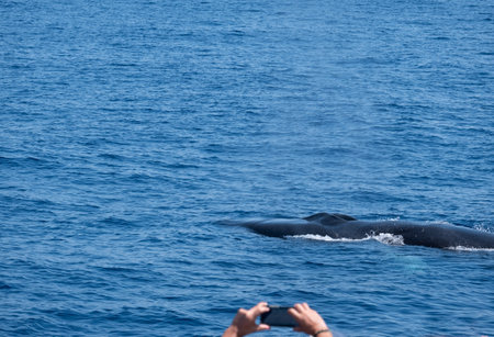 Tourist photograph a whale during a boat excursion in the Mediterranean Sea.の写真素材