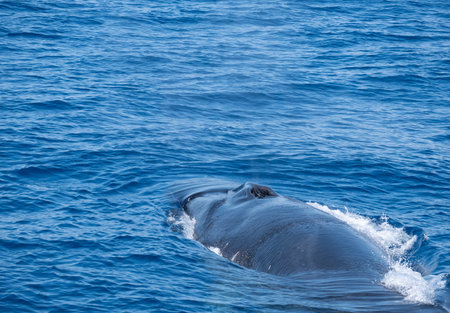 Whale watching sightseeing trip from a boat in the Mediterranean sea.の写真素材