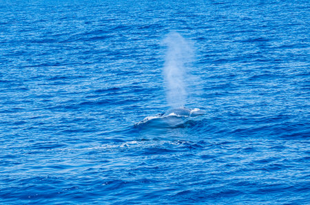 Whale watching sightseeing trip from a boat in the Mediterranean sea.の写真素材