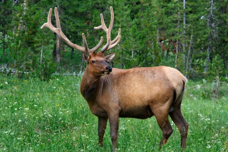 deer in Yellowstone National Park